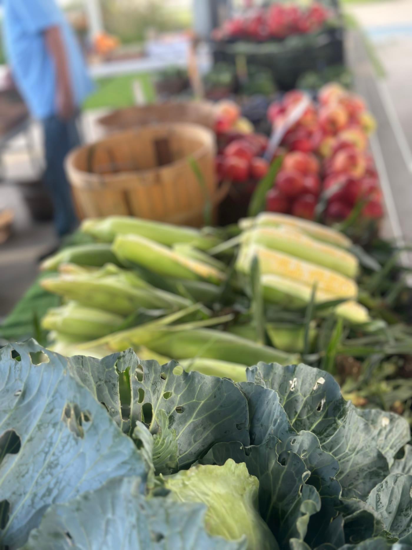A farmers market table of sweet corn, cabbage, radishes and other fresh produce